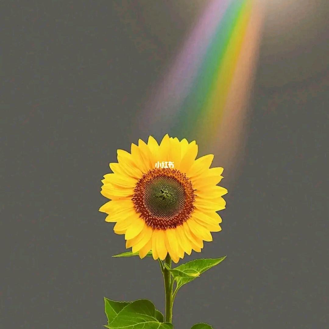 方先森