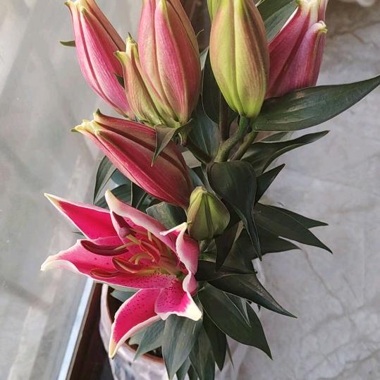 黑夜里的孤独 ‘