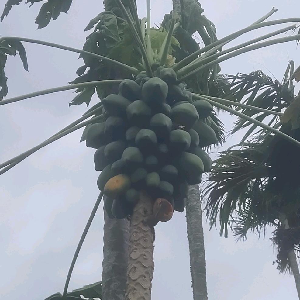 郑十郑头像