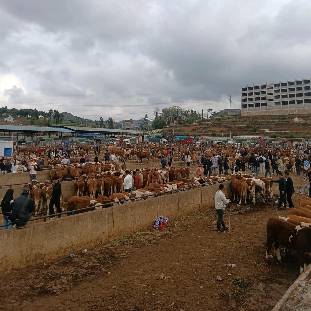 西南地区贩牛🐮蒋清楚