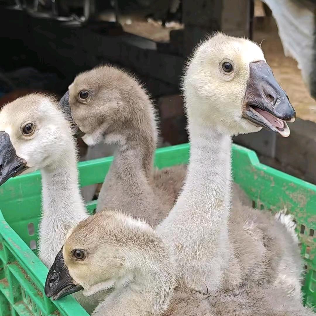 鸭鹅苗供应