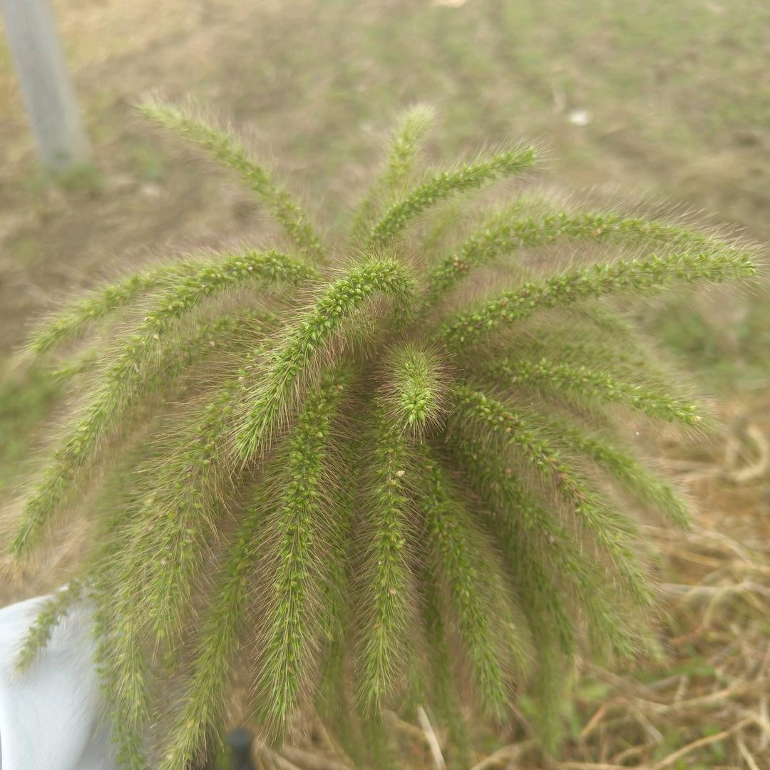 且行且珍惜👫专业收割，小麦，玉米，高梁