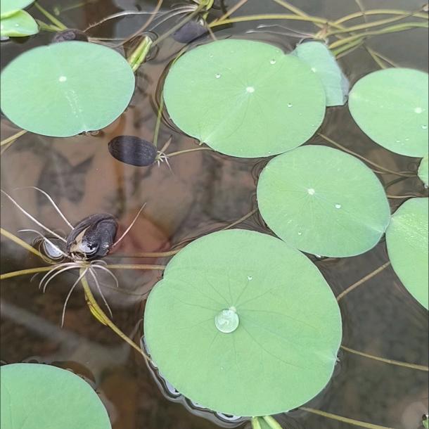 梦里见你在桥头