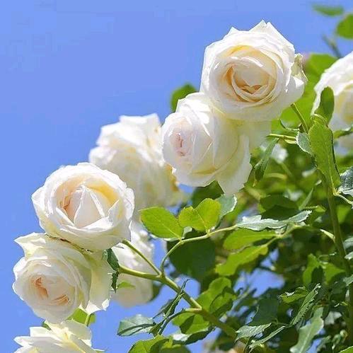静候花开🌸