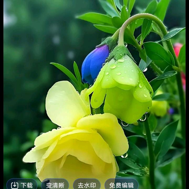 qianfu61653
