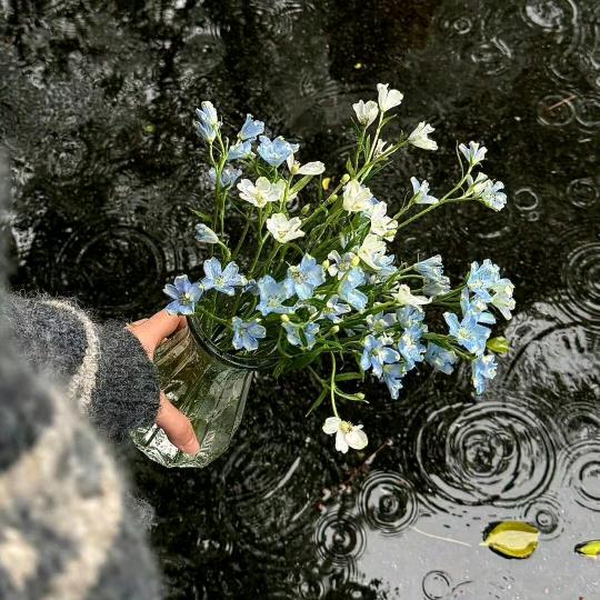向日葵🌻
