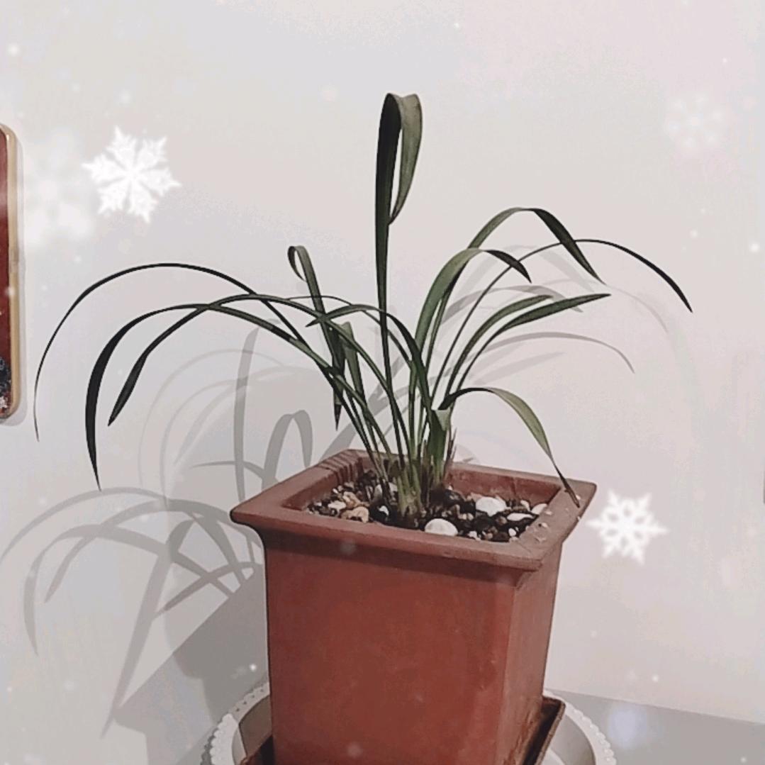 善缘心