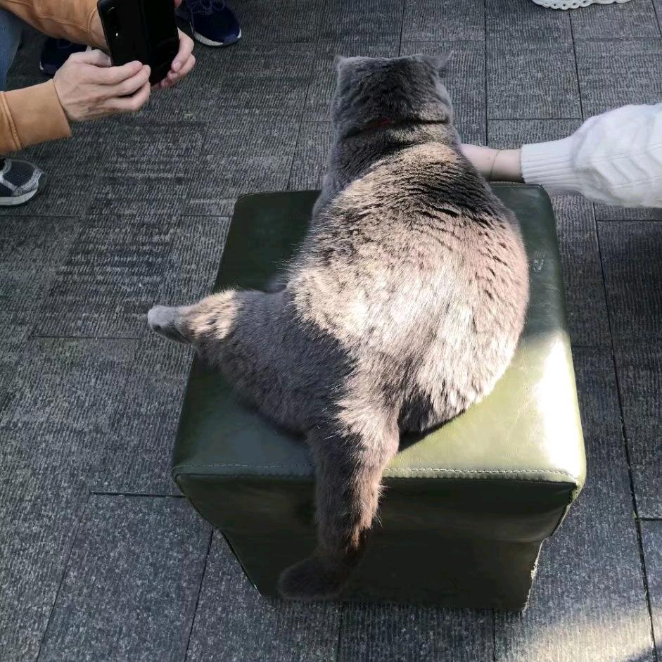 我想要两颗西柚