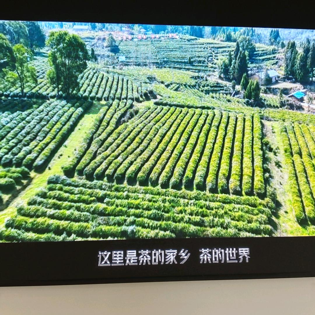 茶哥