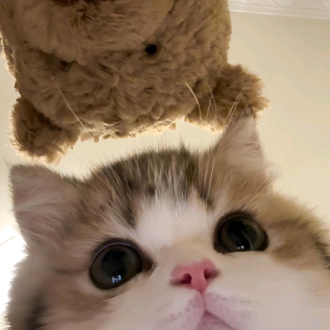 小猪奶香猫🐾