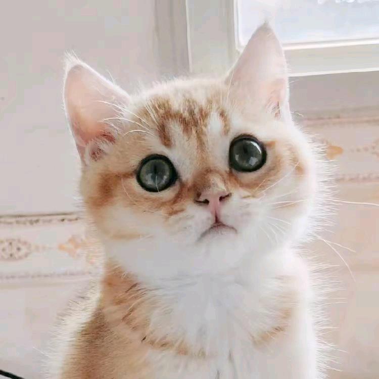 闽南人