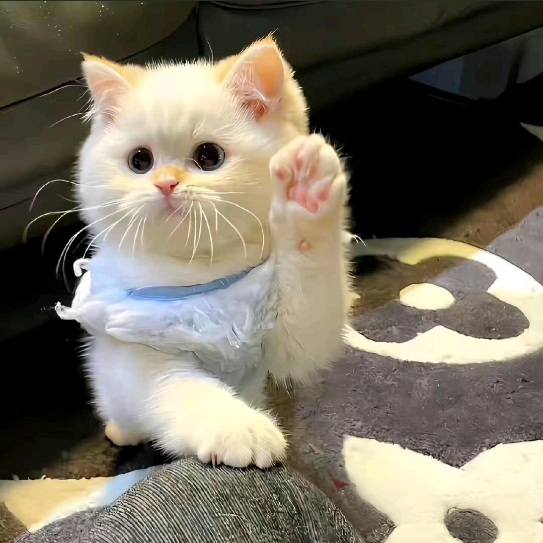 小池💐画画版🎨