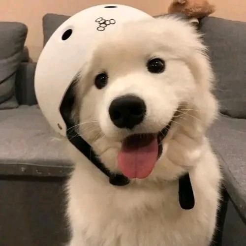 小陈严选精品