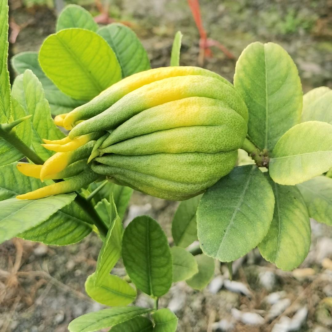 建琼苗木金佛手（琼琼姐）