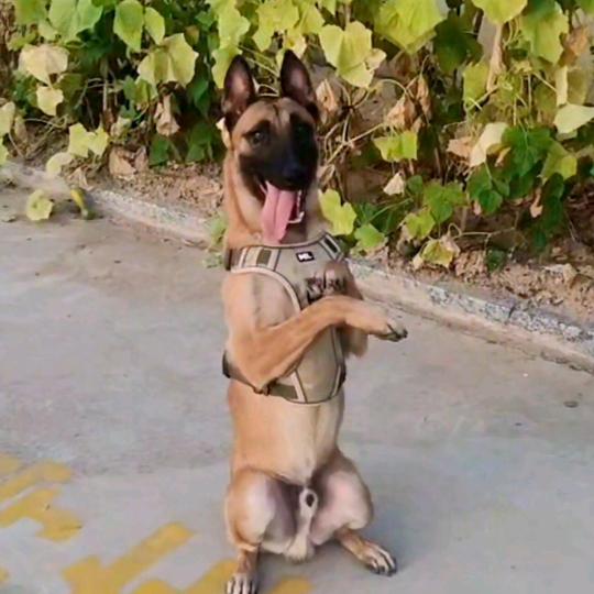 训犬人军哥，，（买🐶私）