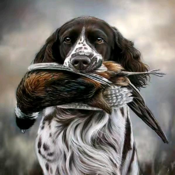 痴迷于狩猎型史宾格🐶