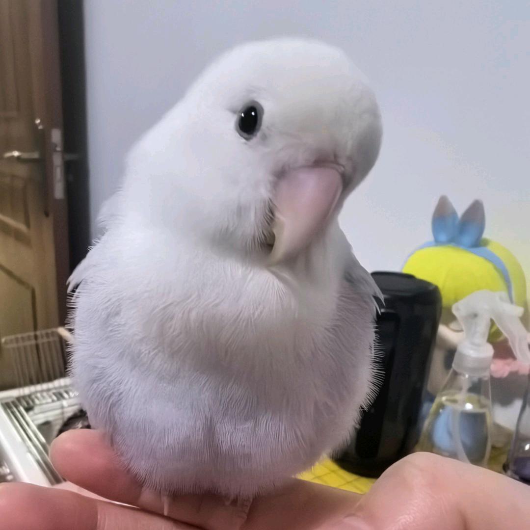 宝宝.（咕咕鸡）