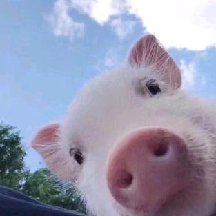 🐷最靓的猪仔