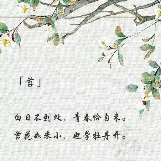 苔花如米