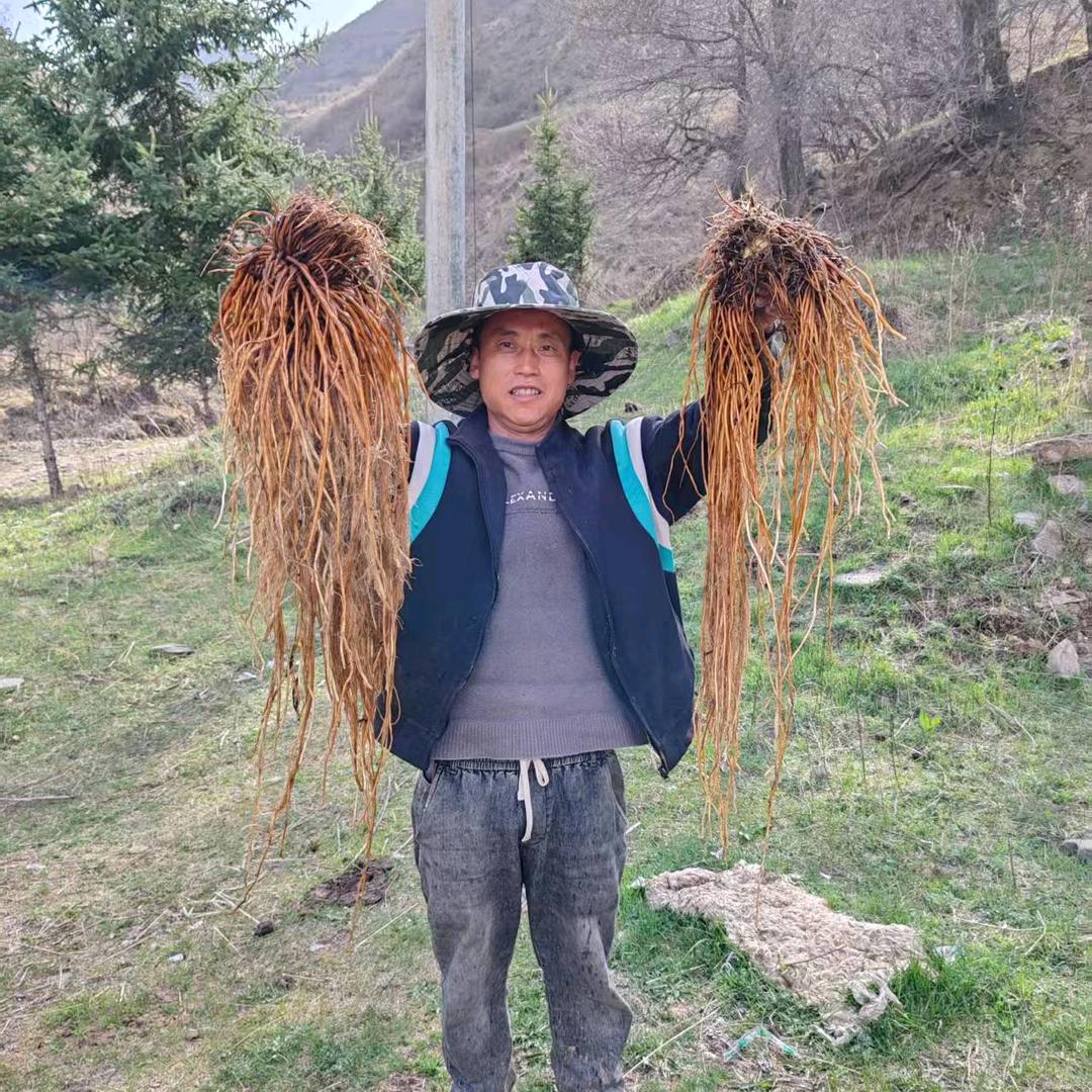 甘肃：岷州：当归：黄芪：党参