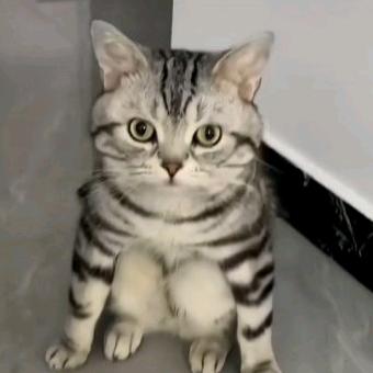 萧瑟