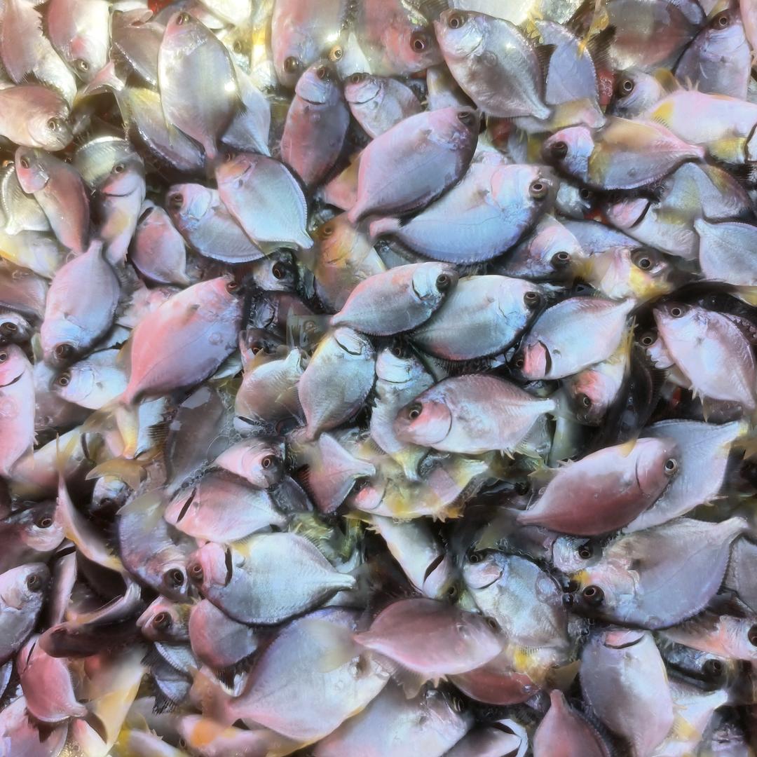 面对现实养殖水产