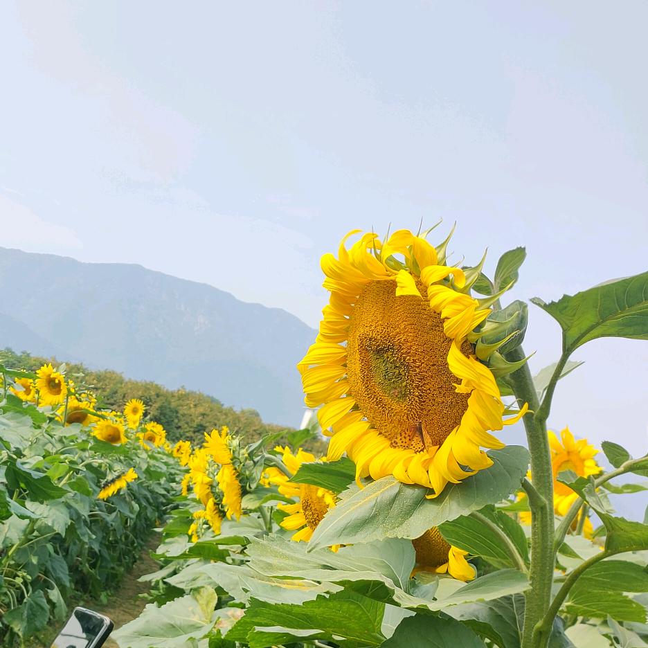 恋爱脑修炼手册