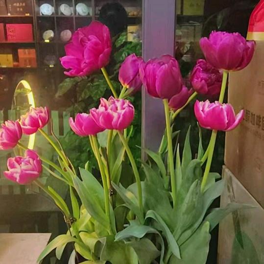 有钱🌺有你就足够