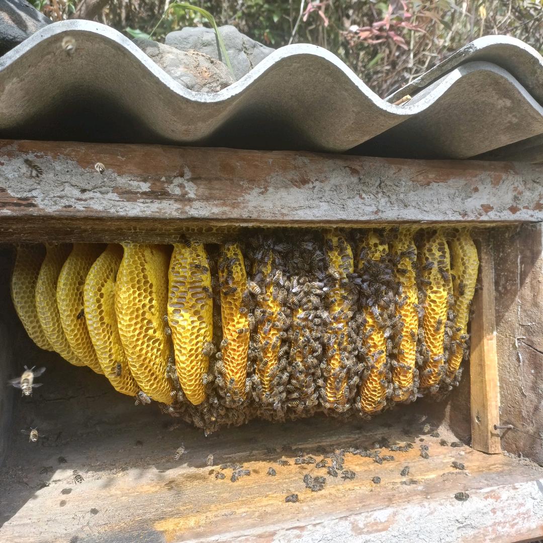 老金中蜂养殖（定点：土养）