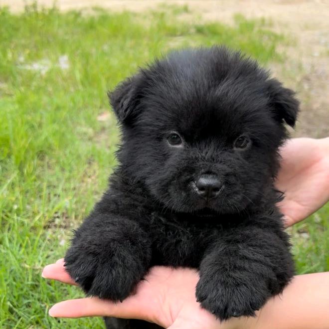 田园汪代淘（买🐶私聊）