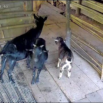 老蒋农村羊猪人