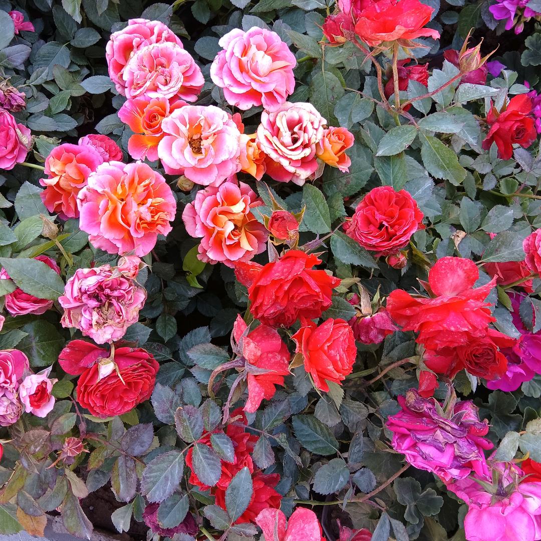 幸🌺运🌸随🌹行