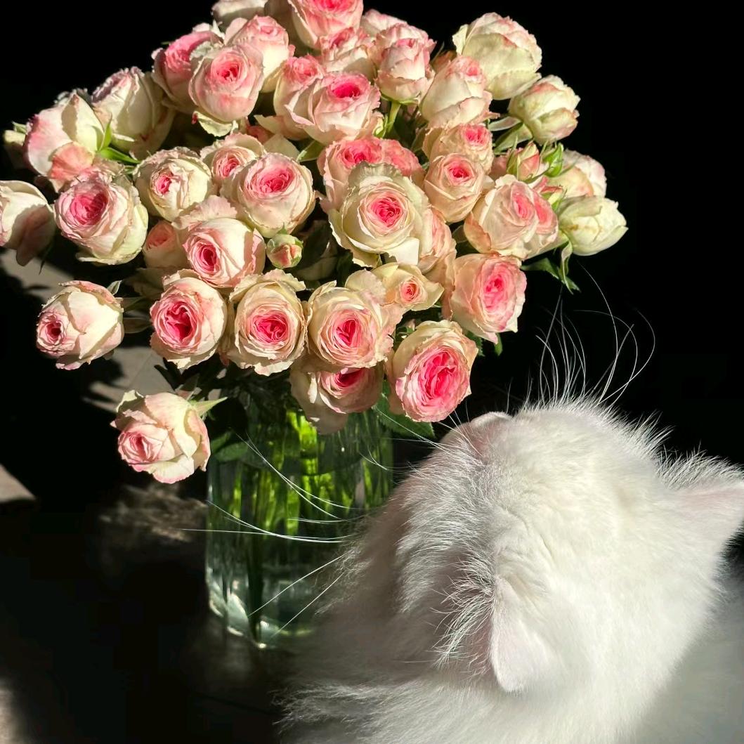 晚安圈圈🧡¹⁸