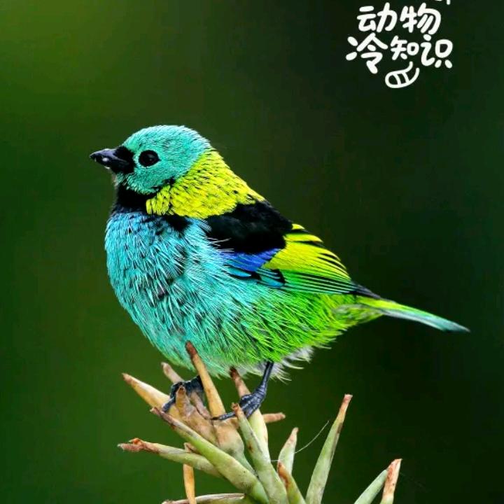 花喜鹊
