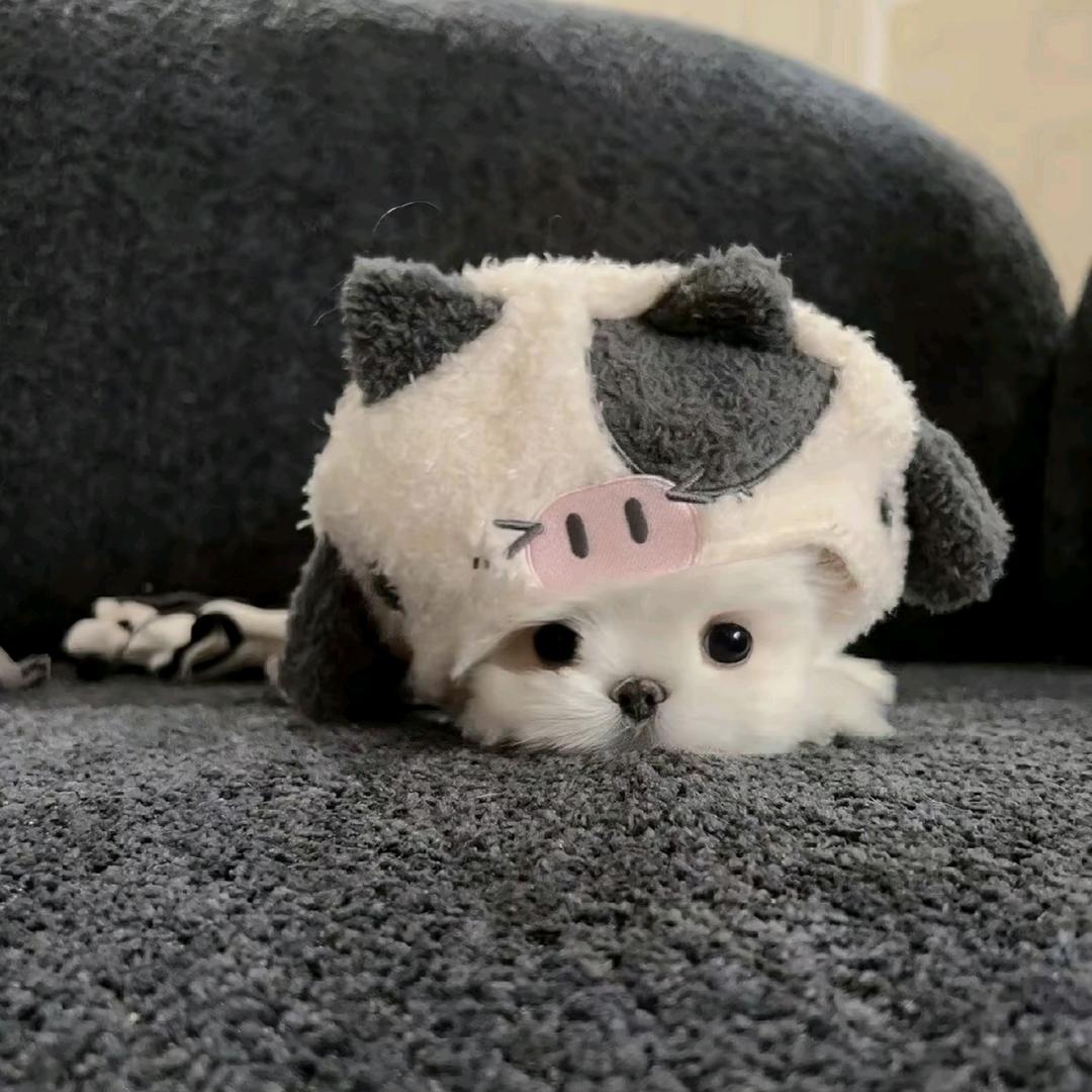 啊呸