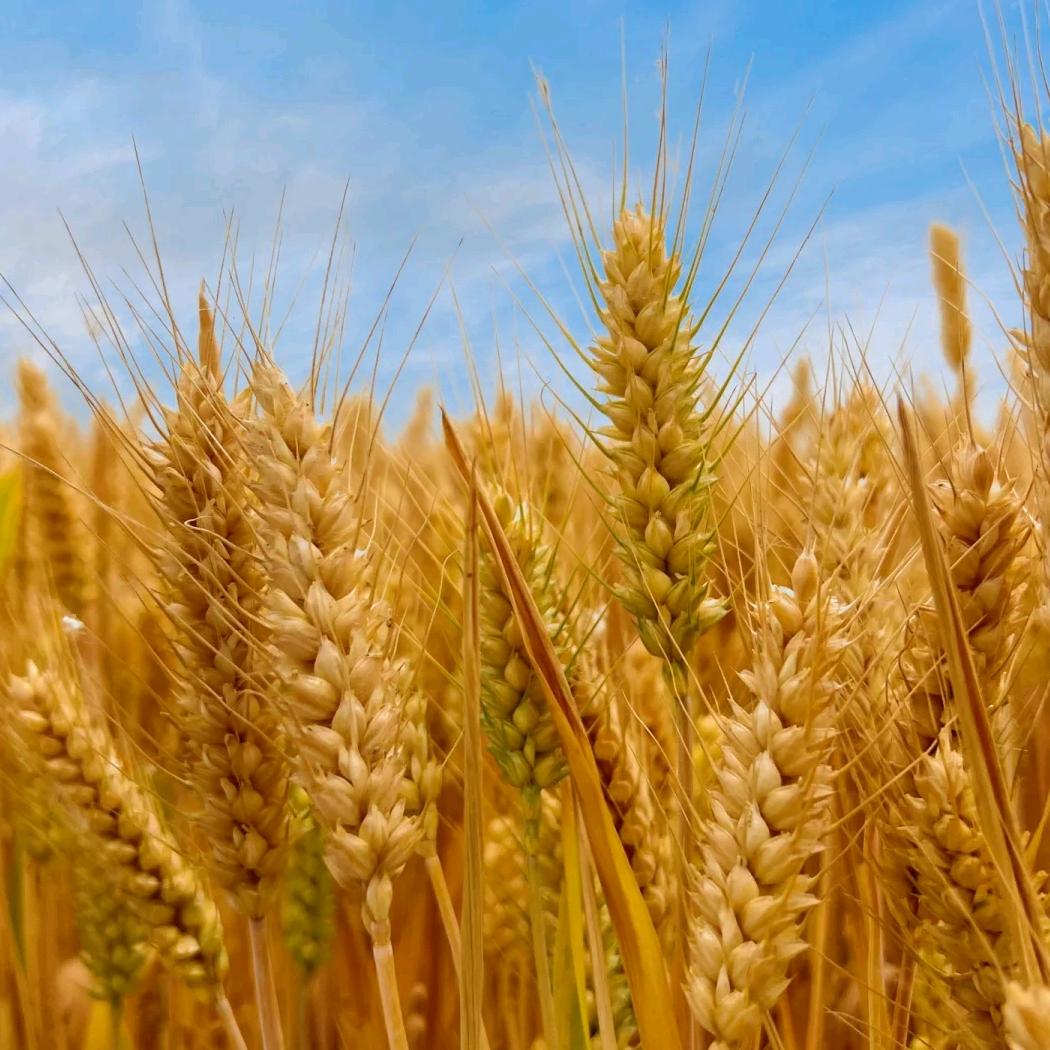 Tracy不是托尼卡٩( 'ω' )و