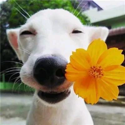 🌈旭旭旺旺