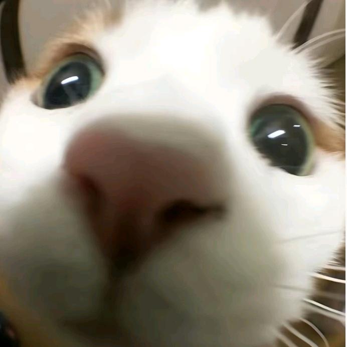 欣少.