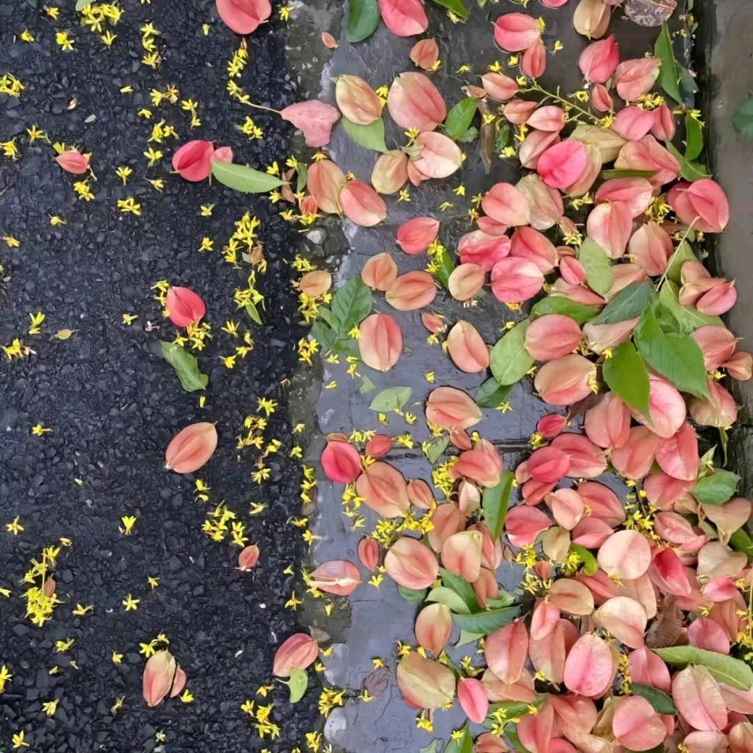 寶兒