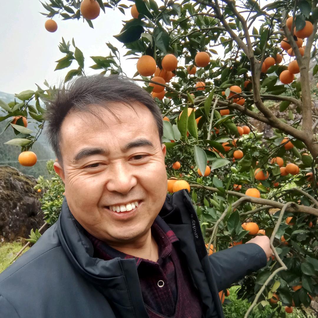 昭君故里柑橘九月红