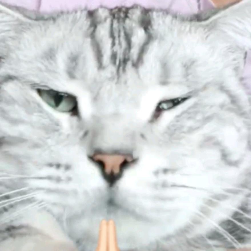 瓜子今天想吃3个猫条