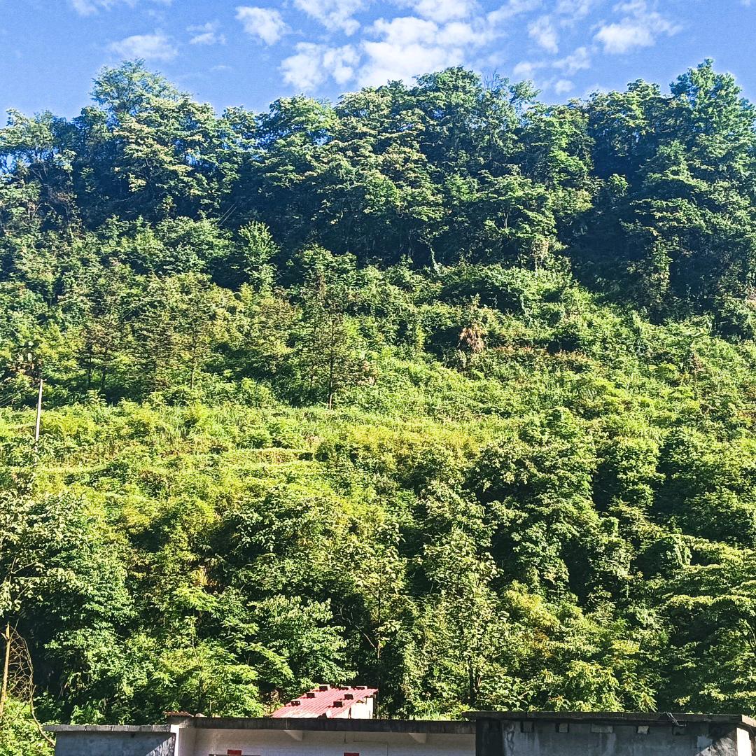 刘凤美