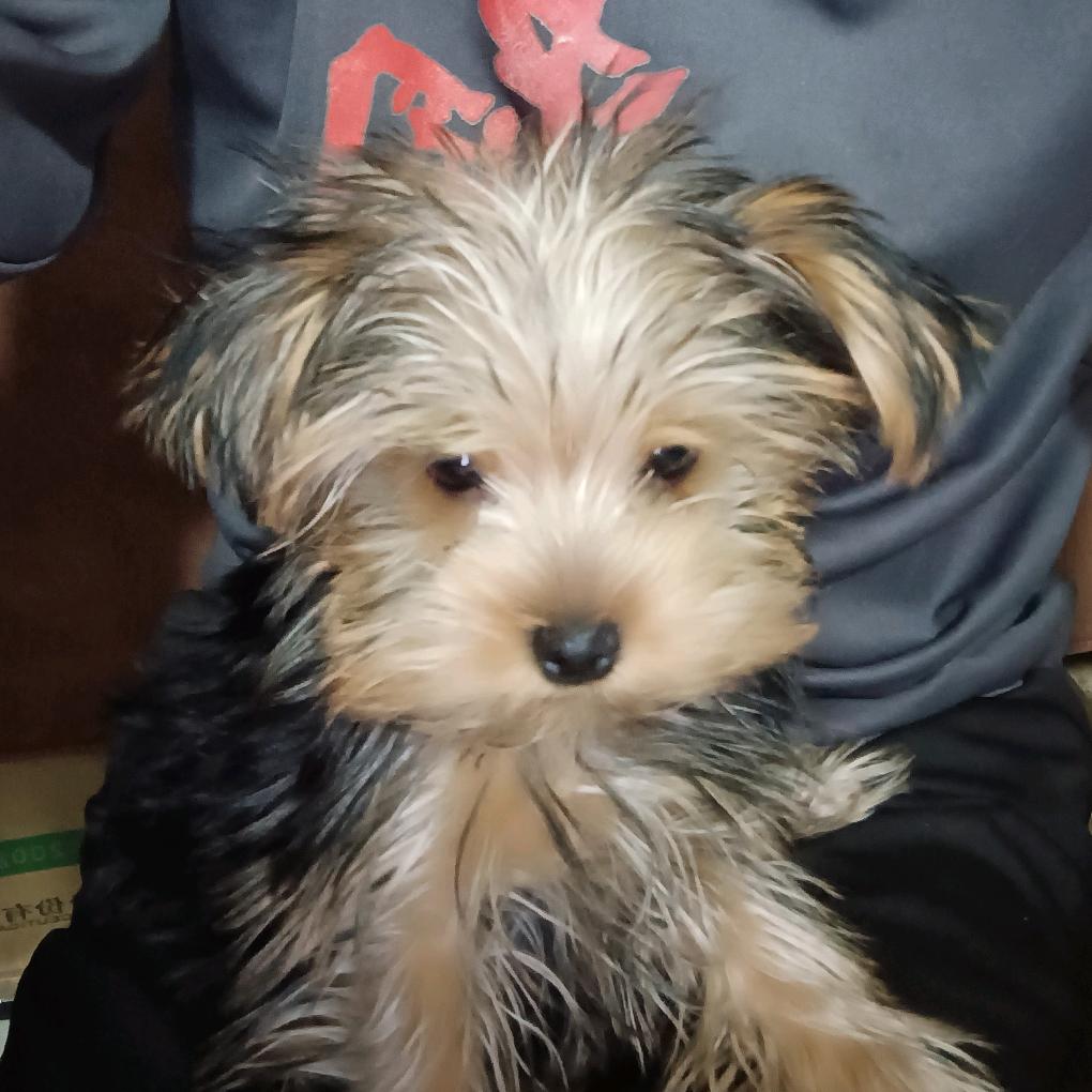 约克夏🐶