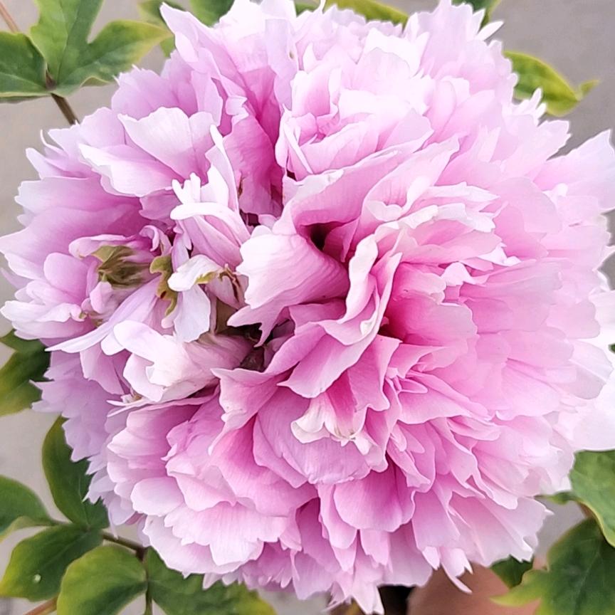 菏泽林冠牡丹芍药