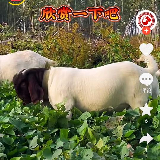 莲姐…@A