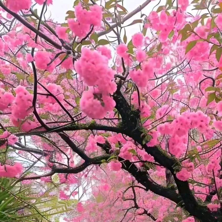 春暖花开🌺