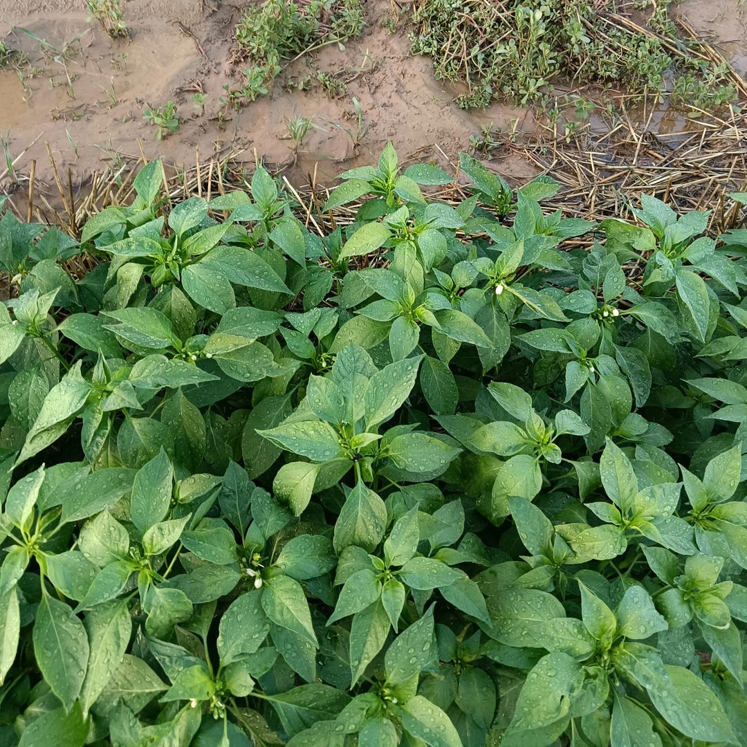 《农村》种地人