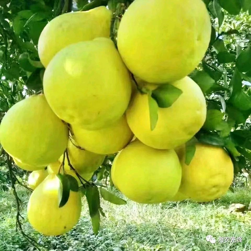 平安果业，柚子大叔！