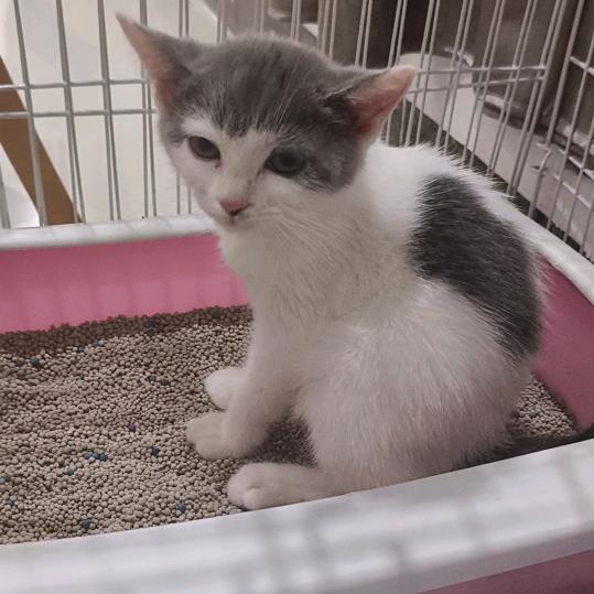 火腿肠的生活日记