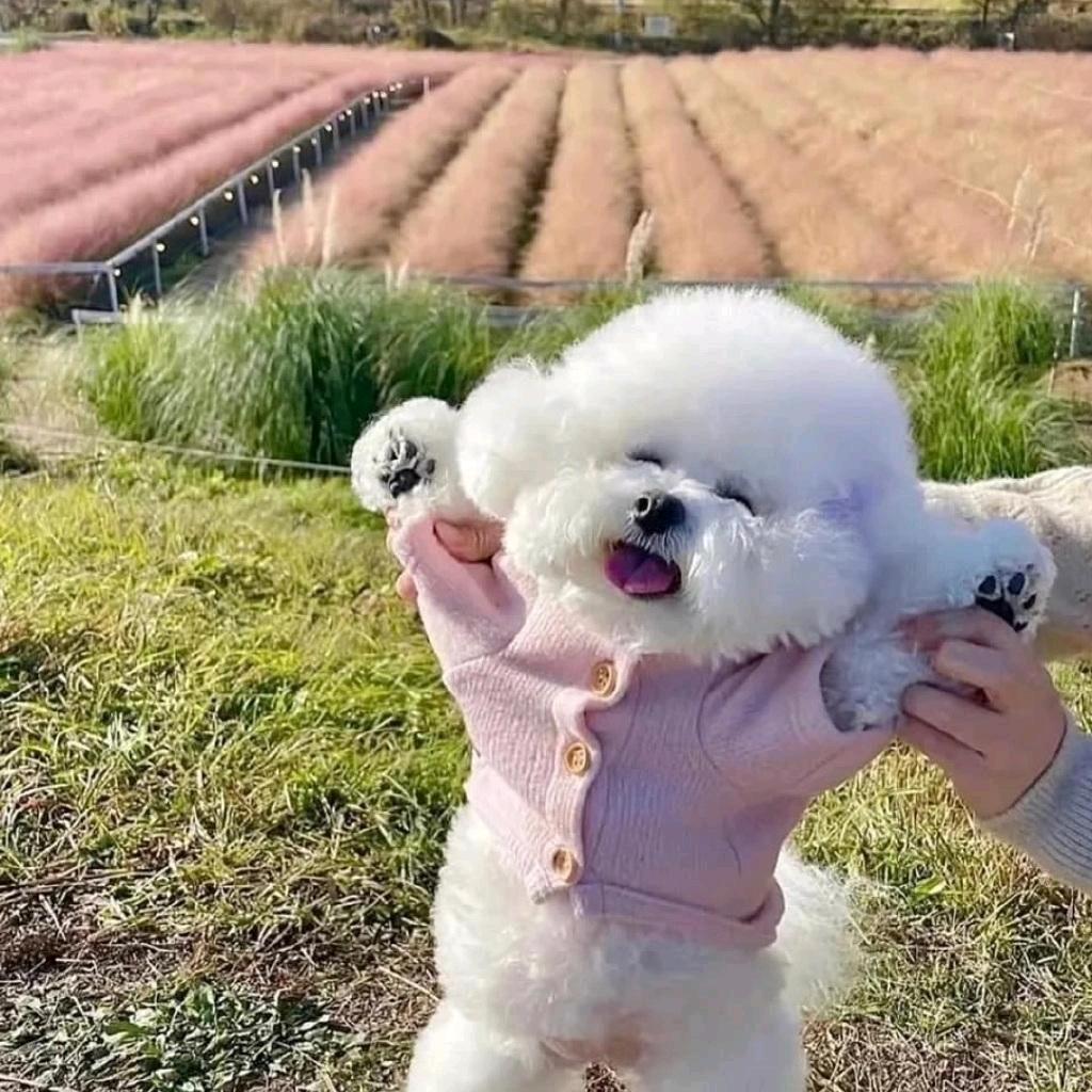 小柒OvO头像